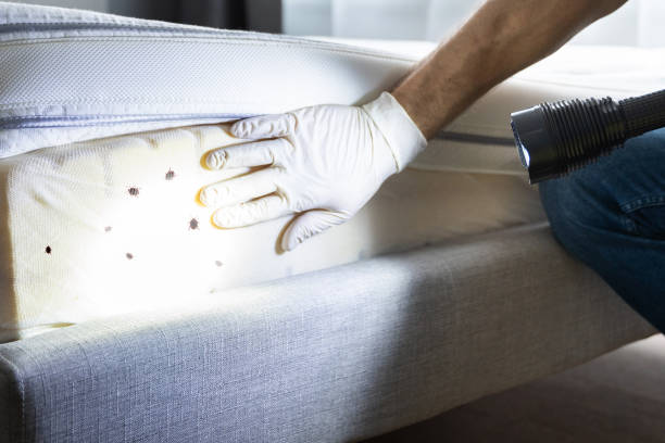 Best Flea Control Services  in Xenia, OH